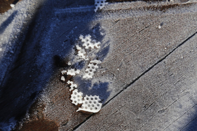 Sương muối trắng xóa đỉnh Fansipan khiến khách du lịch trầm trồ thích thú