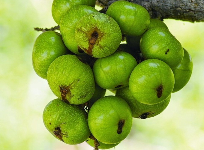 Việt Nam có 1 loại quả rẻ như bèo mà vừa dưỡng da đẹp không góc chết, vừa chữa đến 5 bệnh ung thư Việt Nam có 1 loại quả rẻ như bèo mà vừa dưỡng da đẹp không góc chết, vừa chữa đến 5 bệnh ung thư