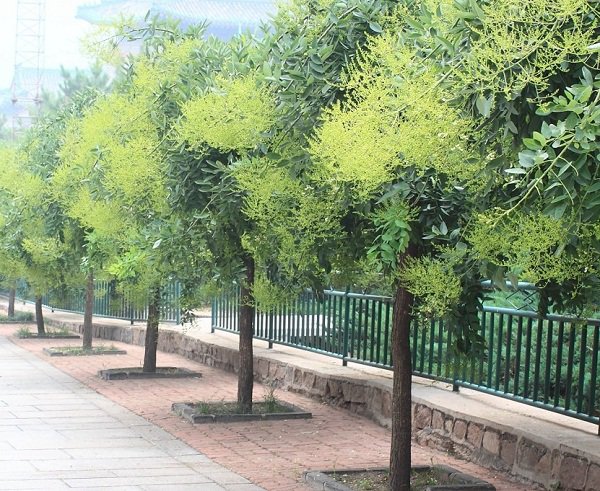 Sắp hết năm, trồng ngay những cây này trước nhà để đón nhiều tài lộc