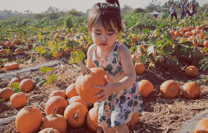 Vợ chồng Kim Hiền đưa hai con đi chơi ở trang trại bí ngô