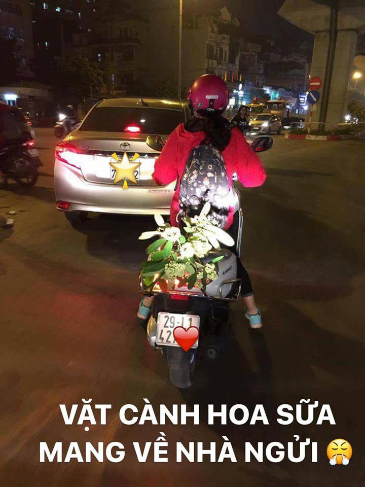 Thiếu nữ dũng cảm nhất miền Bắc đây rồi: Bẻ cành hoa sữa mang về để cho thơm nhà