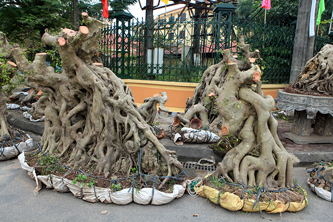 Kỳ hoa dị thảo dồn dập đổ về Hà Nội, dân chơi cây cảnh phát sốt