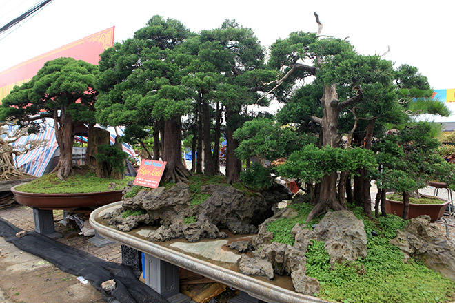 Kỳ hoa dị thảo dồn dập đổ về Hà Nội, dân chơi cây cảnh phát sốt