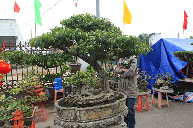 Kỳ hoa dị thảo dồn dập đổ về Hà Nội, dân chơi cây cảnh phát sốt