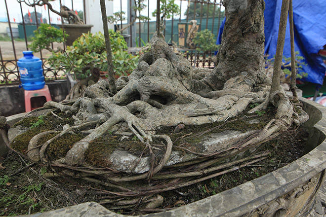 Kỳ hoa dị thảo dồn dập đổ về Hà Nội, dân chơi cây cảnh phát sốt