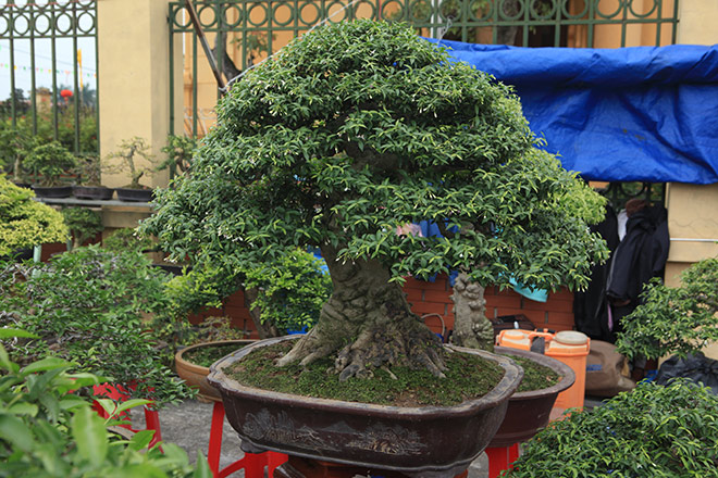 Kỳ hoa dị thảo dồn dập đổ về Hà Nội, dân chơi cây cảnh phát sốt