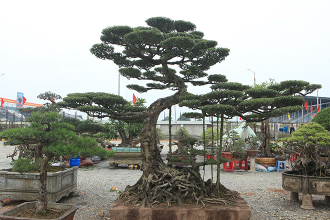 Kỳ hoa dị thảo dồn dập đổ về Hà Nội, dân chơi cây cảnh phát sốt