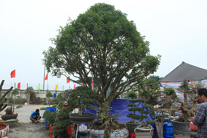 Kỳ hoa dị thảo dồn dập đổ về Hà Nội, dân chơi cây cảnh phát sốt