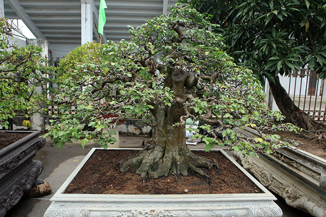 Kỳ hoa dị thảo dồn dập đổ về Hà Nội, dân chơi cây cảnh phát sốt