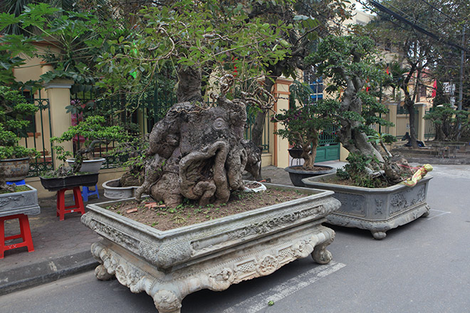 Kỳ hoa dị thảo dồn dập đổ về Hà Nội, dân chơi cây cảnh phát sốt