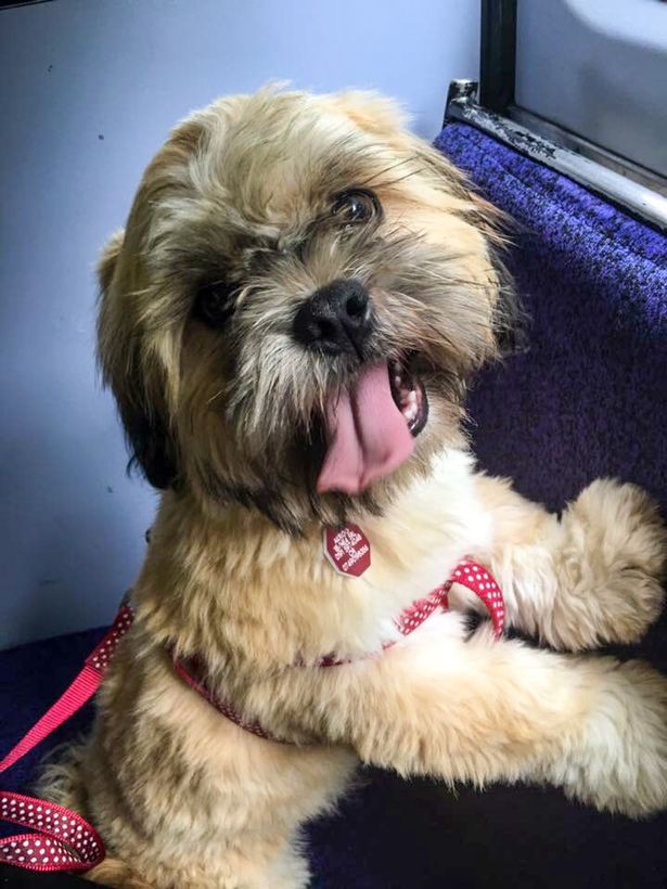 Đăng ảnh chó cưng lên profile Tinder, cô gái trẻ hối hận vì quyết định sai lầm của mình