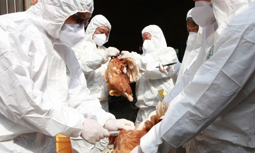 Virus cúm H7N9 độc lực cao tiềm ẩn nguy cơ gây đại dịch Virus cúm H7N9 độc lực cao tiềm ẩn nguy cơ gây đại dịch