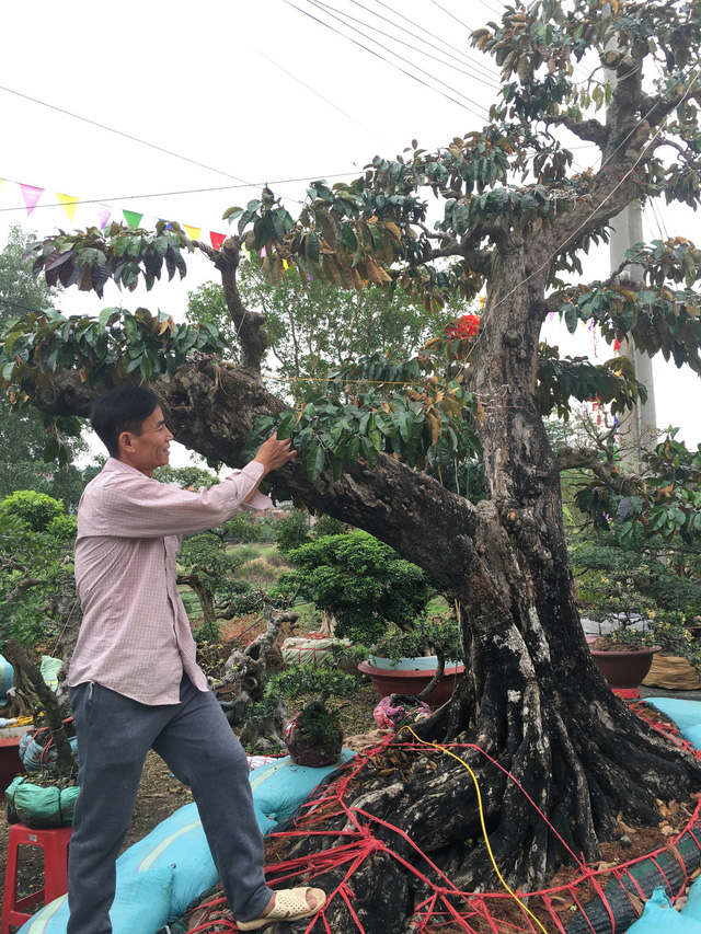 Chiêm ngưỡng loạt cây cảnh tiền tỷ tụ hội tại Hà Nội