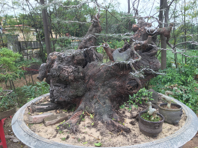 Chiêm ngưỡng loạt cây cảnh tiền tỷ tụ hội tại Hà Nội