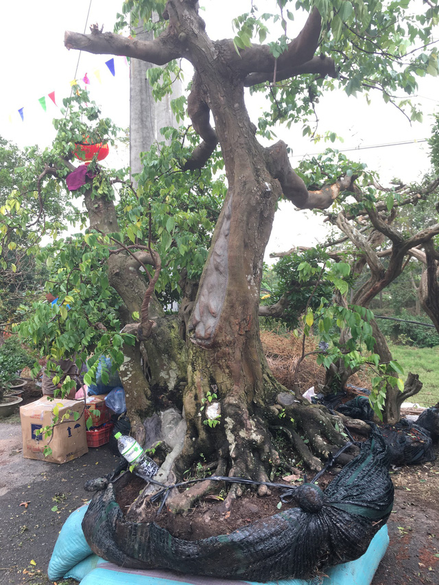 Chiêm ngưỡng loạt cây cảnh tiền tỷ tụ hội tại Hà Nội