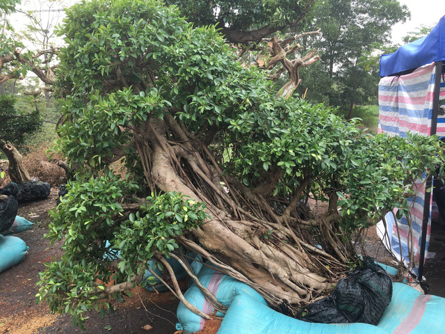 Chiêm ngưỡng loạt cây cảnh tiền tỷ tụ hội tại Hà Nội