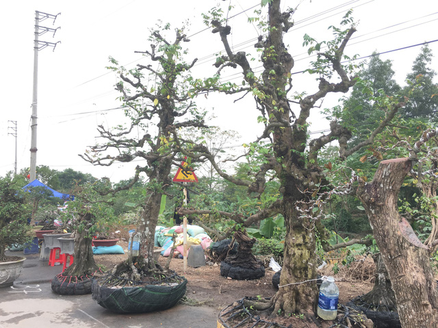 Chiêm ngưỡng loạt cây cảnh tiền tỷ tụ hội tại Hà Nội