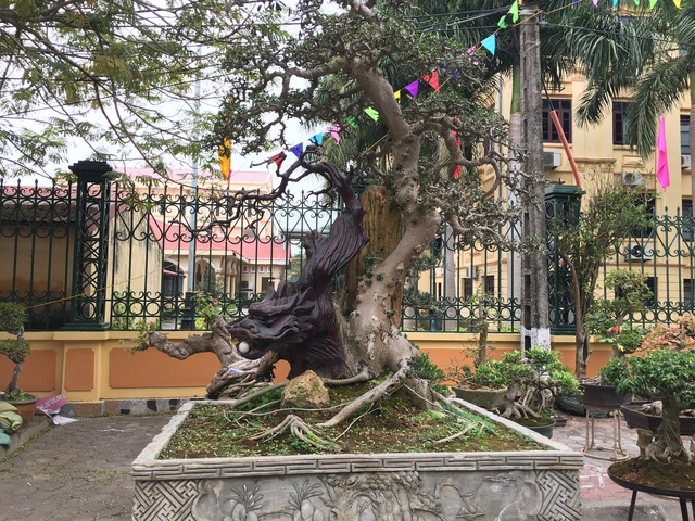 Chiêm ngưỡng loạt cây cảnh tiền tỷ tụ hội tại Hà Nội