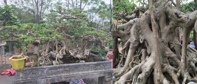 Chiêm ngưỡng loạt cây cảnh tiền tỷ tụ hội tại Hà Nội