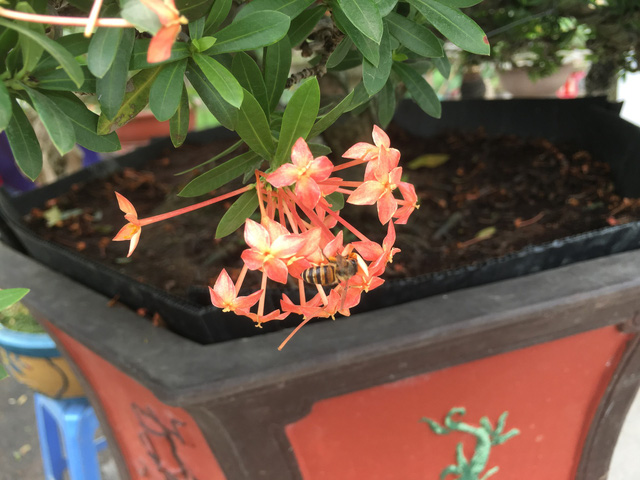 Chiêm ngưỡng loạt cây cảnh tiền tỷ tụ hội tại Hà Nội