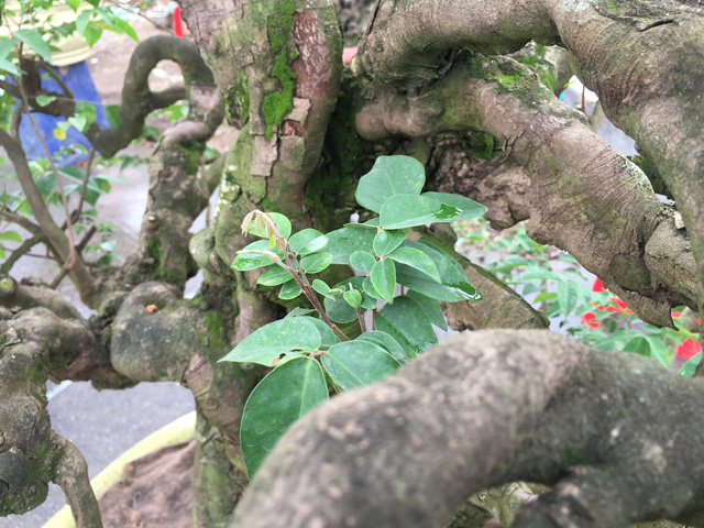 Chiêm ngưỡng loạt cây cảnh tiền tỷ tụ hội tại Hà Nội