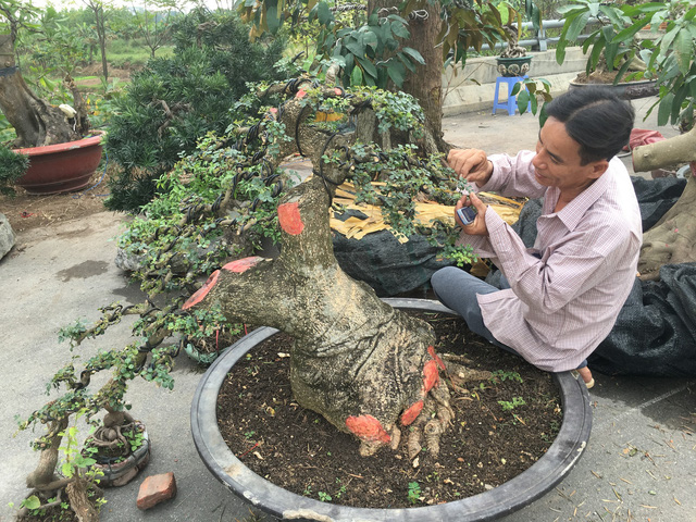 Chiêm ngưỡng loạt cây cảnh tiền tỷ tụ hội tại Hà Nội