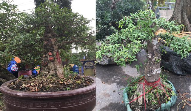 Chiêm ngưỡng loạt cây cảnh tiền tỷ tụ hội tại Hà Nội