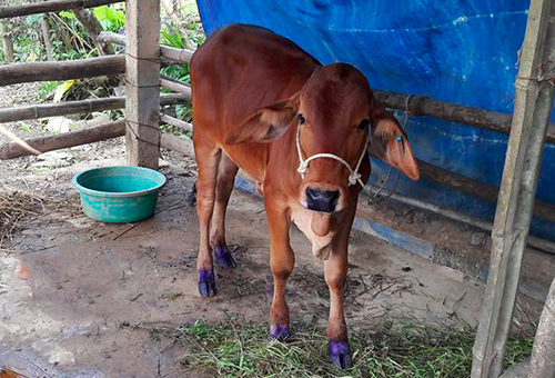 Mua bò bị lở mồm long móng cấp cho hộ nghèo