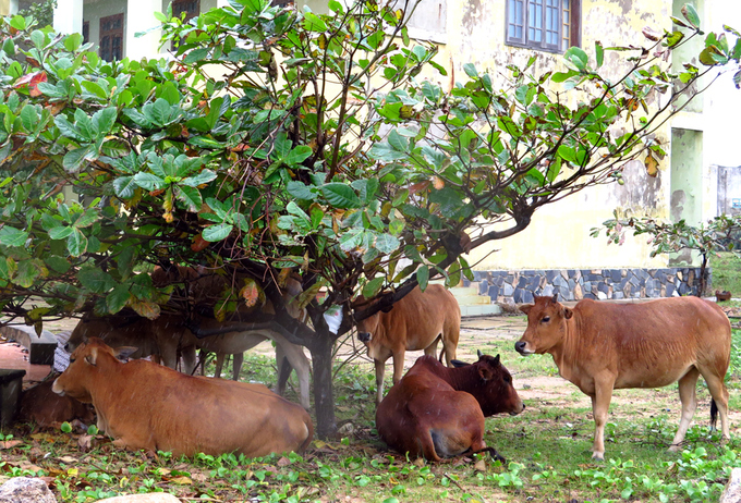 Người dân Nam Trung Bộ chạy bão Damrey