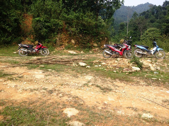 Thanh Hóa: Thương lái Trung Quốc đổ xô mua cây Ba Chạc?