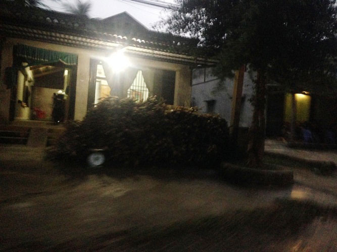 Thanh Hóa: Thương lái Trung Quốc đổ xô mua cây Ba Chạc?