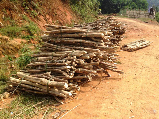 Thanh Hóa: Thương lái Trung Quốc đổ xô mua cây Ba Chạc?