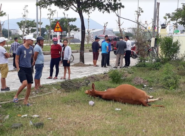 Xế hộp bay lên dải phân cách vì tông phải bò ngủ giữa đường