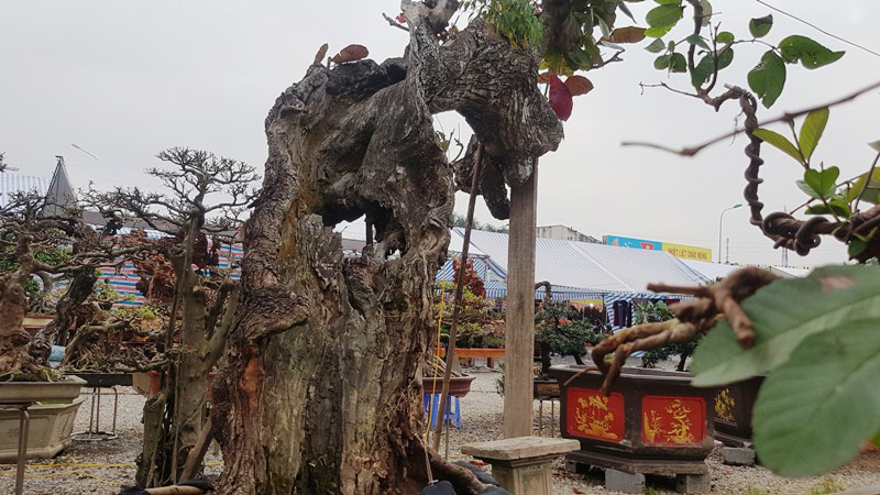 Ngắm cây bàng dị nhất vịnh Bắc bộ