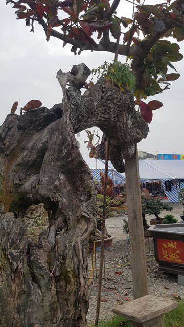 Ngắm cây bàng dị nhất vịnh Bắc bộ