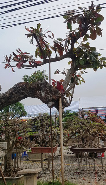 Ngắm cây bàng dị nhất vịnh Bắc bộ