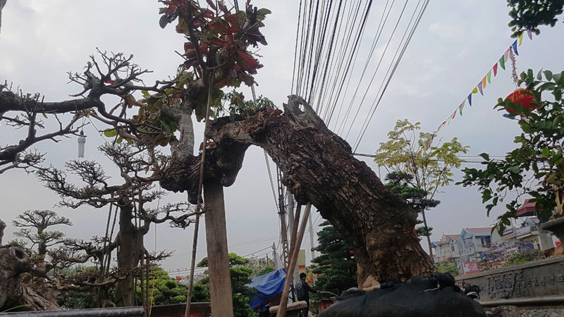 Ngắm cây bàng dị nhất vịnh Bắc bộ