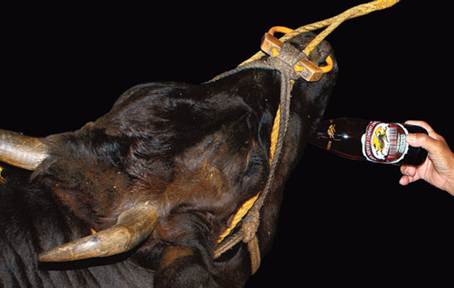 Thịt bò Kobe được bán như thế nào tại Việt Nam?