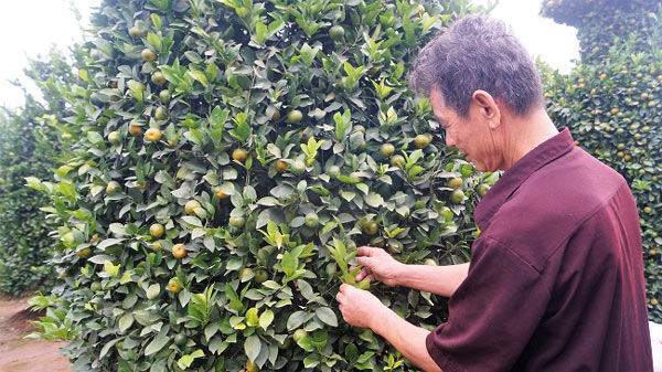 Độc lạ: Lộc bình quất kiểng khổng lồ giá chục triệu đón Tết 2018