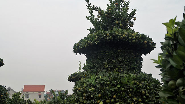 Độc lạ: Lộc bình quất kiểng khổng lồ giá chục triệu đón Tết 2018