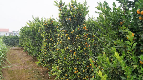 Độc lạ: Lộc bình quất kiểng khổng lồ giá chục triệu đón Tết 2018