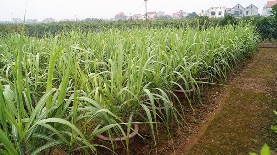 Độc lạ: Lộc bình quất kiểng khổng lồ giá chục triệu đón Tết 2018