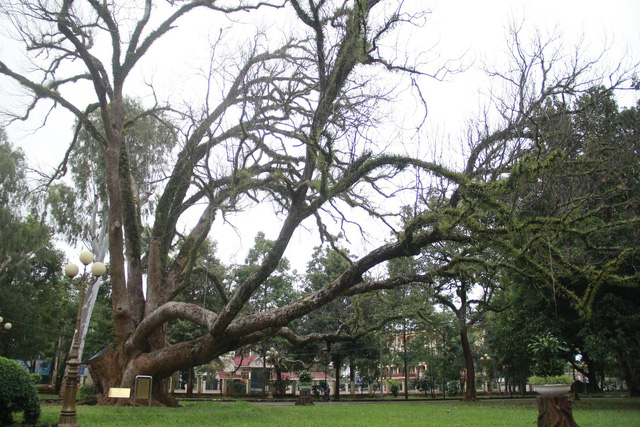 Cây di sản chết khô sau 8 tháng chữa bệnh nấm