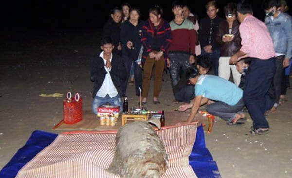 Ngư dân chôn cất xác cá thần dạt vào bờ biển