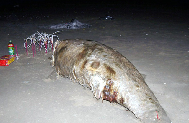 Ngư dân chôn cất xác cá thần dạt vào bờ biển