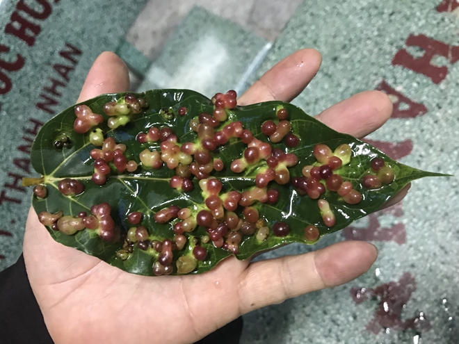 Kỳ lạ hàng trăm bông hoa mọc trên lá sung ở chùa Vạn Linh