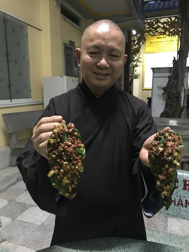 Kỳ lạ hàng trăm bông hoa mọc trên lá sung ở chùa Vạn Linh