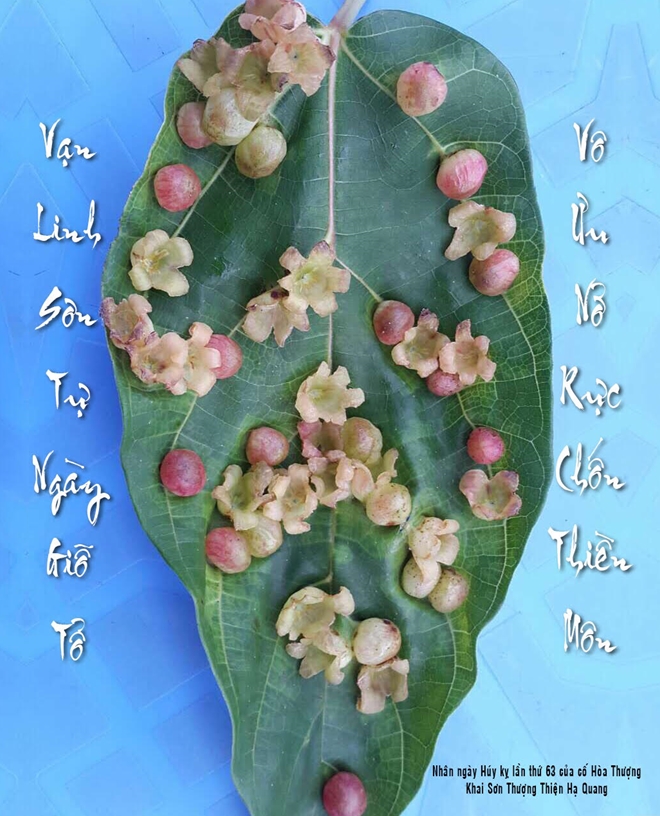 Kỳ lạ hàng trăm bông hoa mọc trên lá sung ở chùa Vạn Linh