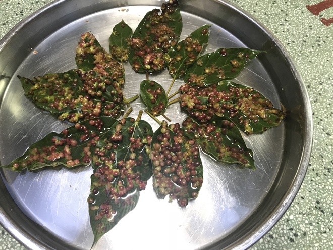 Kỳ lạ hàng trăm bông hoa mọc trên lá sung ở chùa Vạn Linh