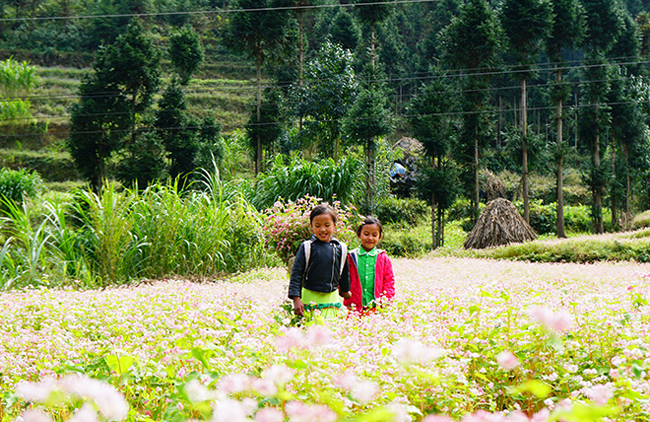 Phát cuồng vẻ đẹp hoa tam giác mạch bung nở trên sườn núi đá Hà Giang